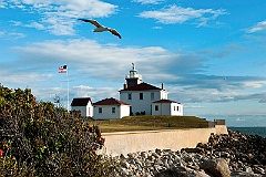 Seagull Flies Over Watch Hill Light in Rhode Island